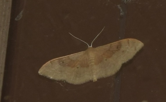 Idaea degeneraria (Geometride)?